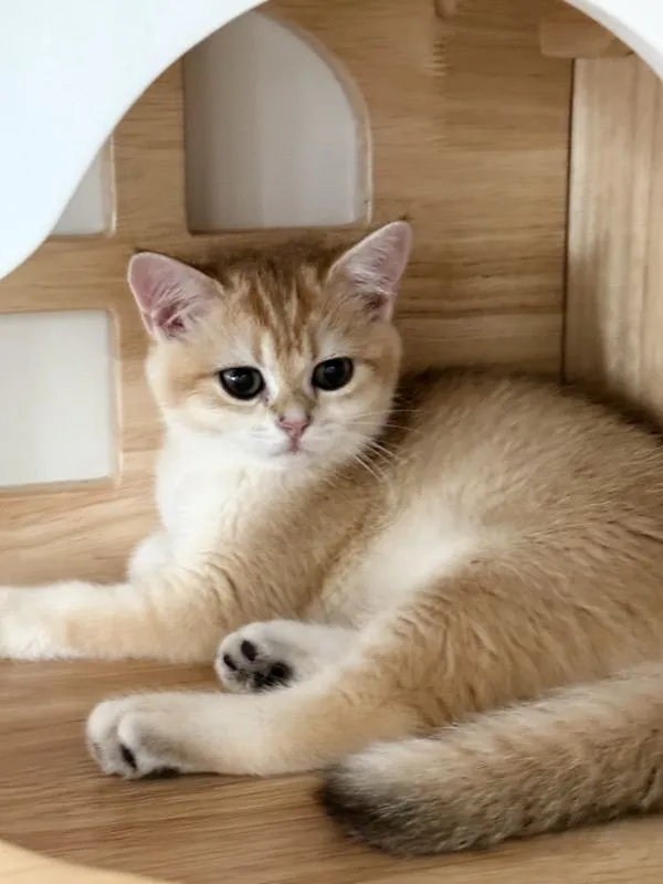 British Shorthair