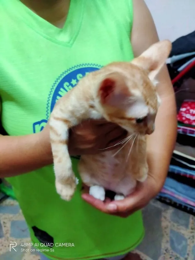 แมว
