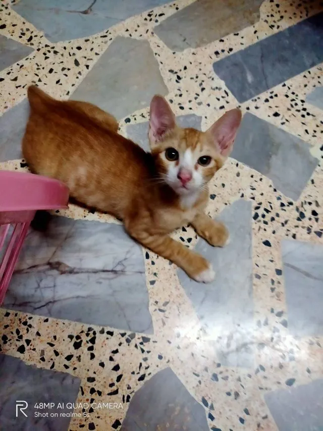 แมว