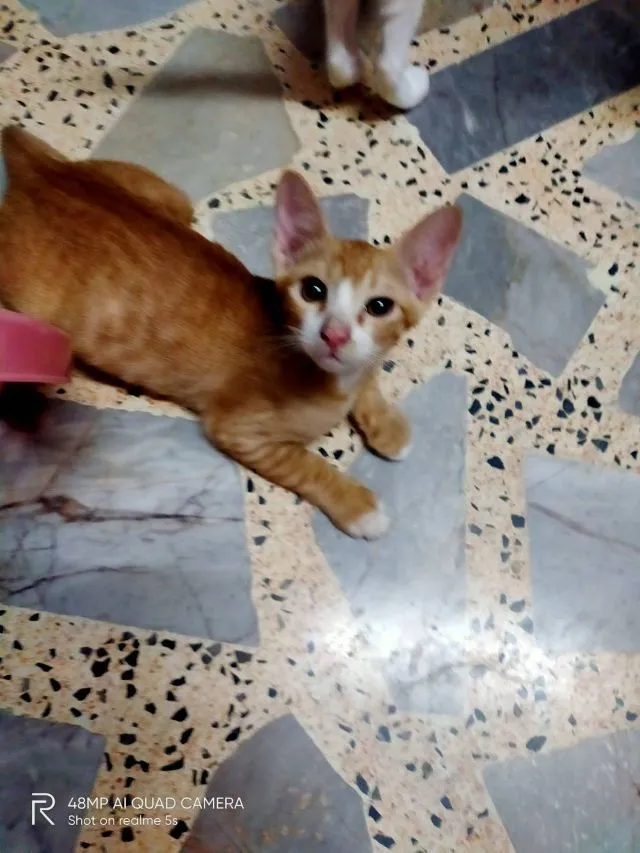 แมว
