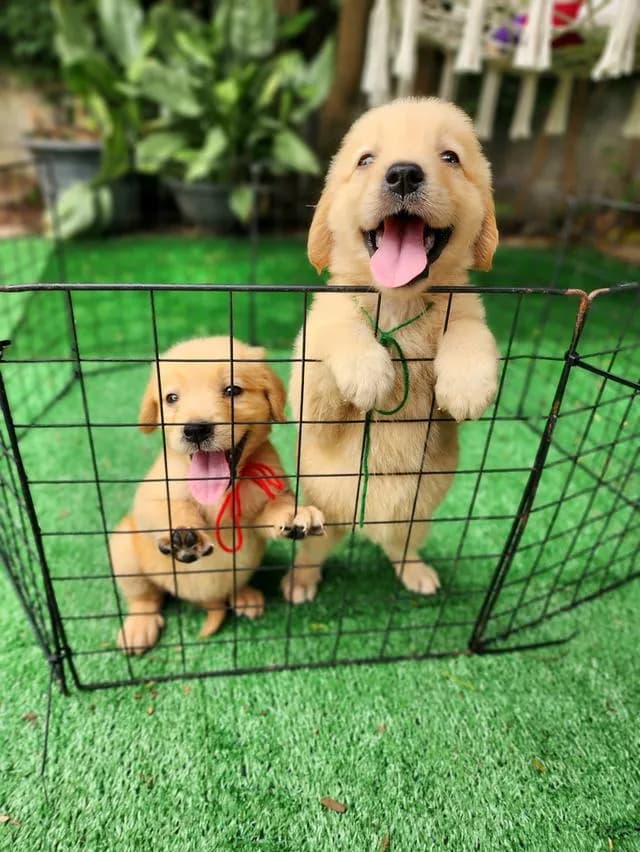 โกลเด้น รีทรีฟเวอร์อุดร