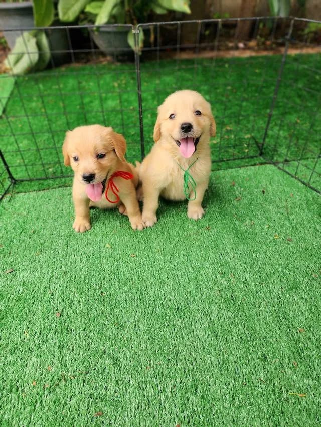 โกลเด้น รีทรีฟเวอร์อุดร