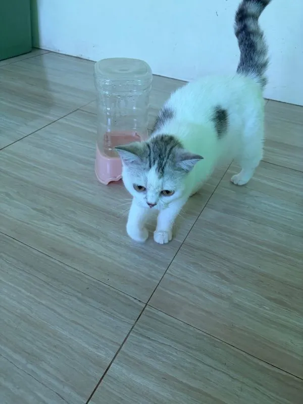 แมว สก๊อตติส