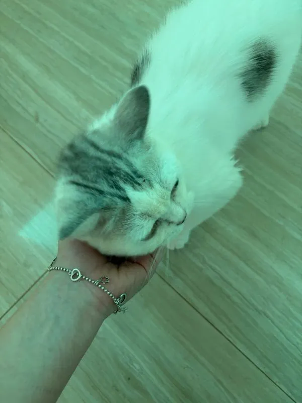 แมว สก๊อตติส