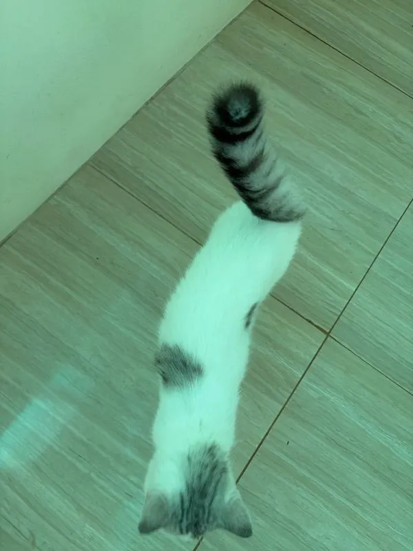 แมว สก๊อตติส