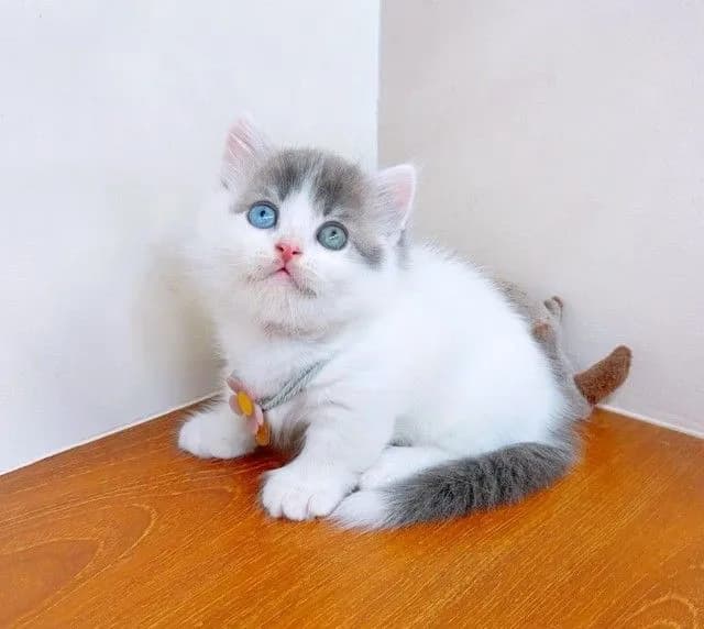 แมวขาสั้น มันช์กิ้น สวยๆ คุณภาพ