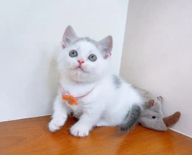 แมวขาสั้น มันช์กิ้น สวยๆ คุณภาพ