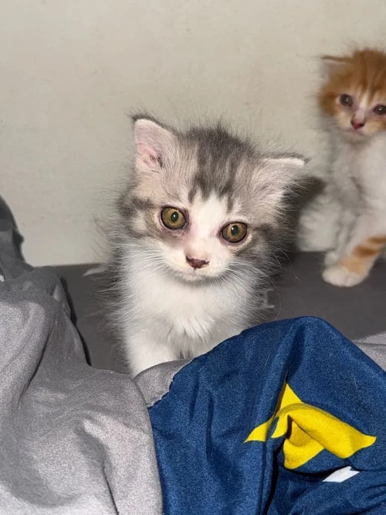 หาบ้านให้น้องแมวด่วนๆชลบุรี