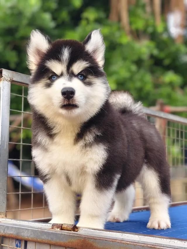 ไซบีเรียนวูลลี่โค้ช Siberian husky