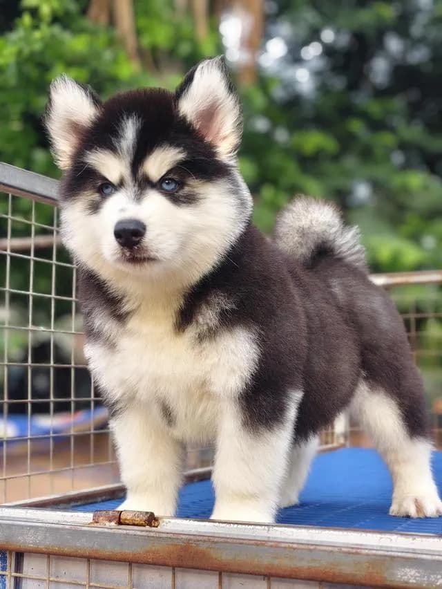 ไซบีเรียนวูลลี่โค้ช Siberian husky