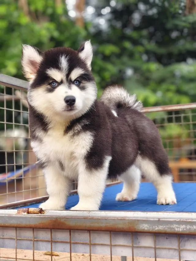 ไซบีเรียนวูลลี่โค้ช Siberian husky