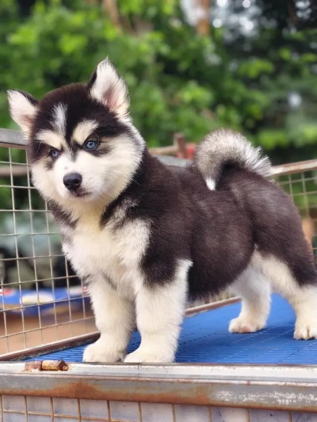 ไซบีเรียนวูลลี่โค้ช Siberian husky
