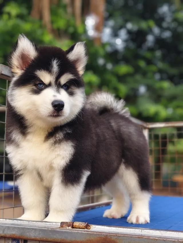 ไซบีเรียนวูลลี่โค้ช Siberian husky