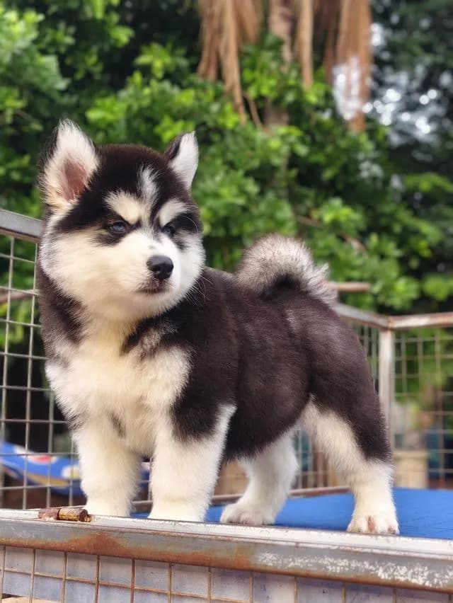 ไซบีเรียนวูลลี่โค้ช Siberian husky