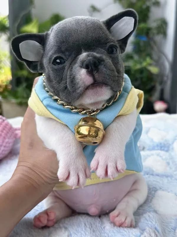 เฟรนบลูด็อก สีบลูพาย ตาฟ้า