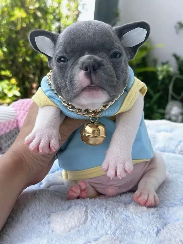 เฟรนบลูด็อก สีบลูพาย ตาฟ้า