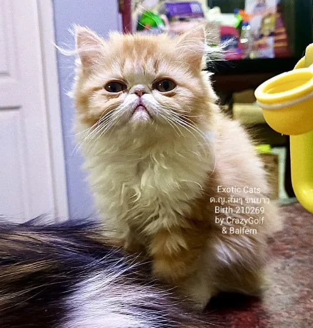 เอ็กโซติก แคท