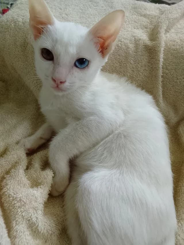 แมวขาวมณีตา2สี มีตำหนิ มีจุดเส้นผมดำ+ครีมในเส้นเดียวบนหัว