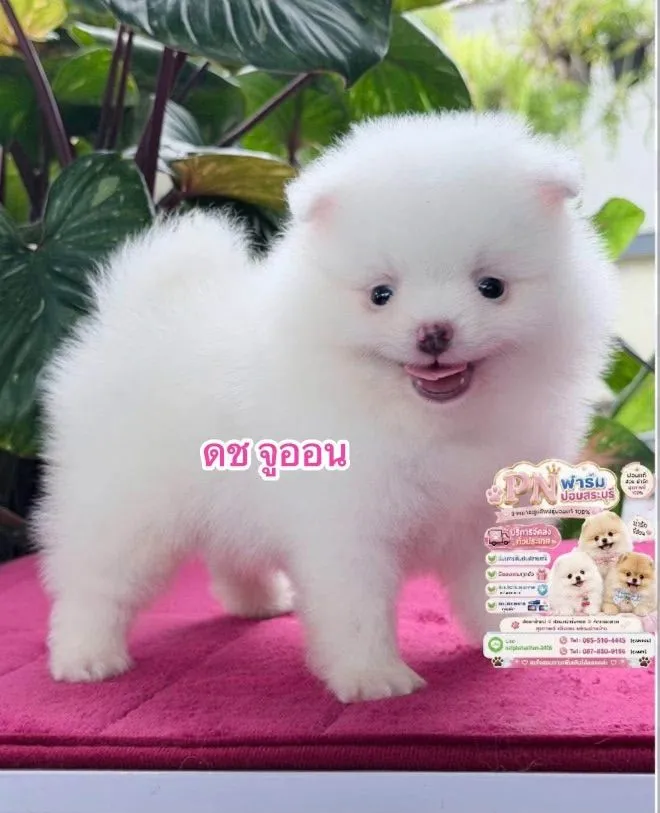 ปอมแท้หน้าหมี