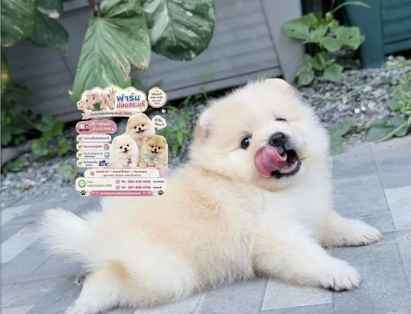 ปอมแท้หน้าหมี