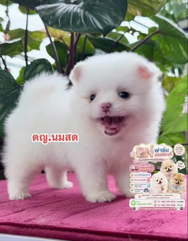 ปอมแท้หน้าหมี