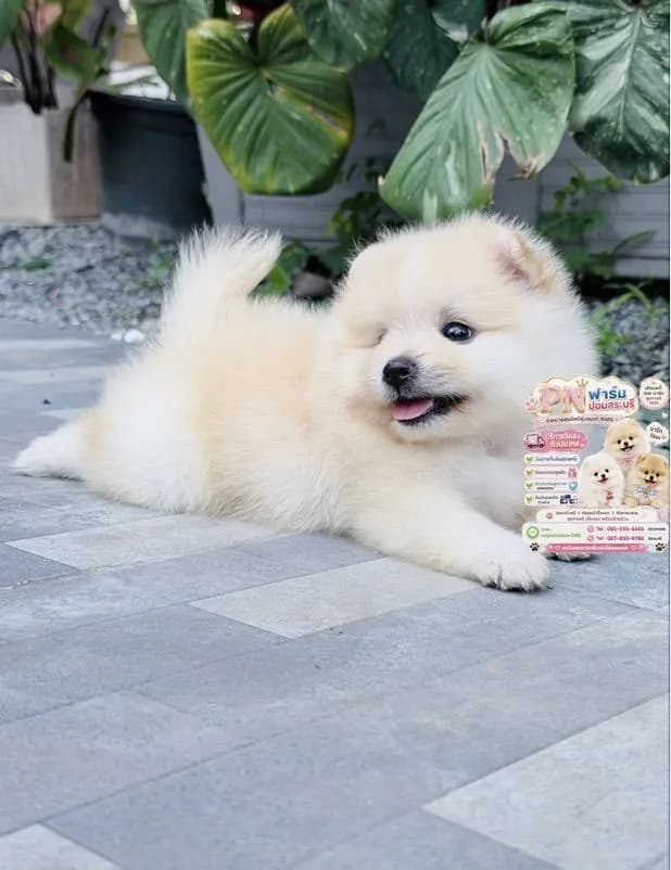 ปอมแท้หน้าหมี