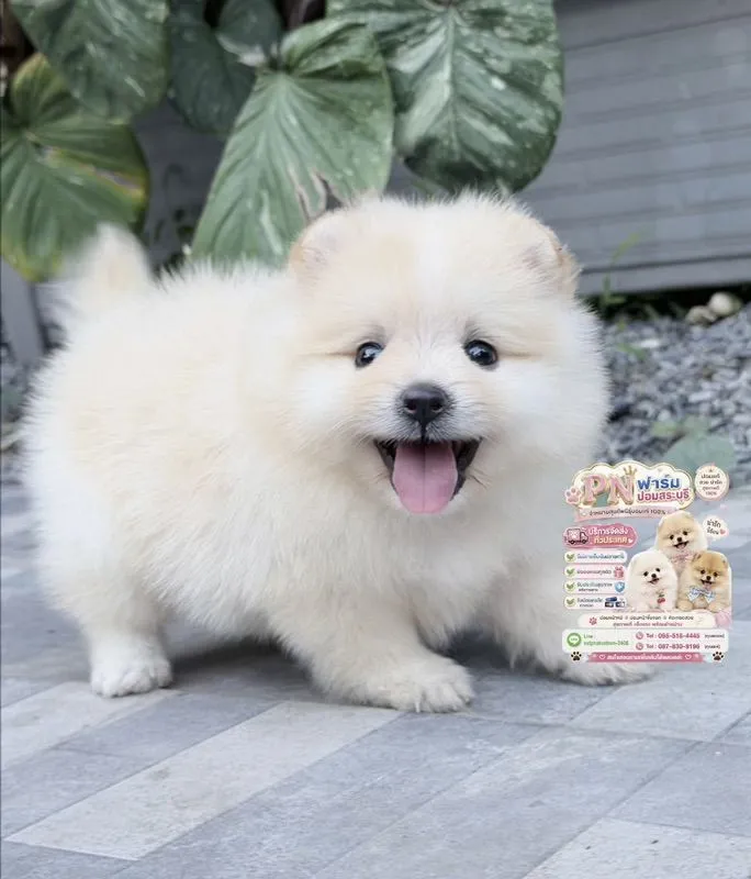 ปอมแท้หน้าหมี