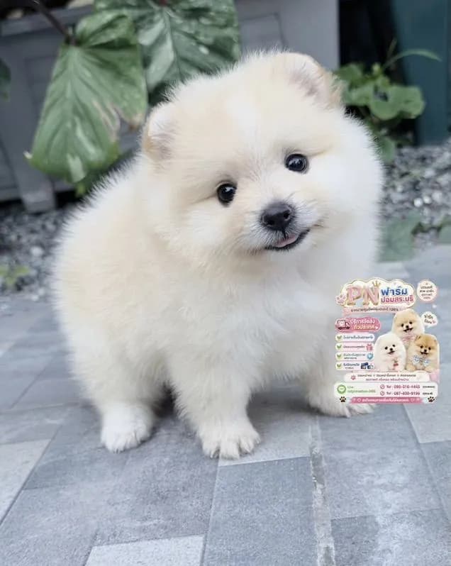 ปอมแท้หน้าหมี
