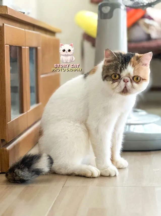 แม่พันธุ์ เอ็กโซติก ช็อตแฮร์ (Exotic Shorthair) ขนสั้น