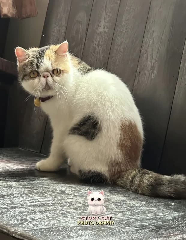 แม่พันธุ์ เอ็กโซติก ช็อตแฮร์ (Exotic Shorthair) ขนสั้น