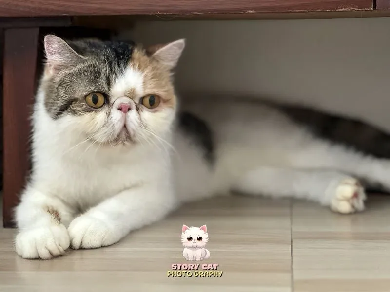แม่พันธุ์ เอ็กโซติก ช็อตแฮร์ (Exotic Shorthair) ขนสั้น