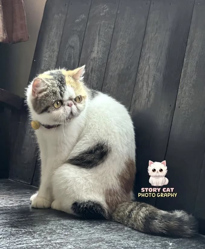 แม่พันธุ์ เอ็กโซติก ช็อตแฮร์ (Exotic Shorthair) ขนสั้น