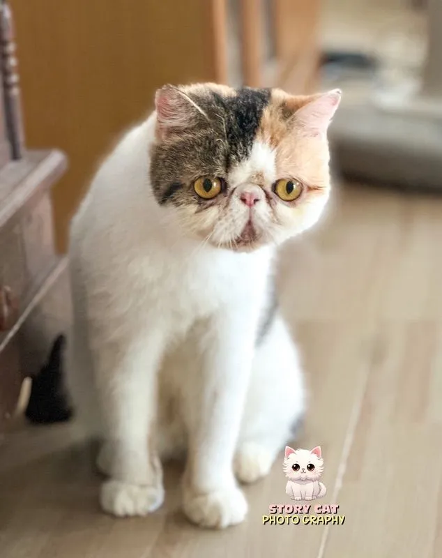 แม่พันธุ์ เอ็กโซติก ช็อตแฮร์ (Exotic Shorthair) ขนสั้น