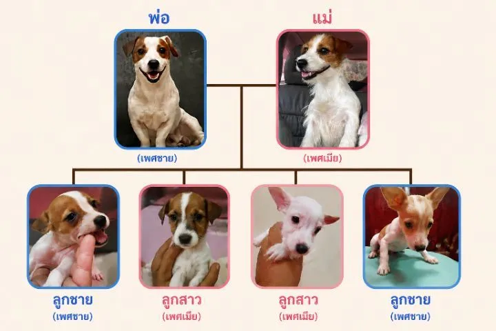ลูกสุนัขพันธุ์ jack