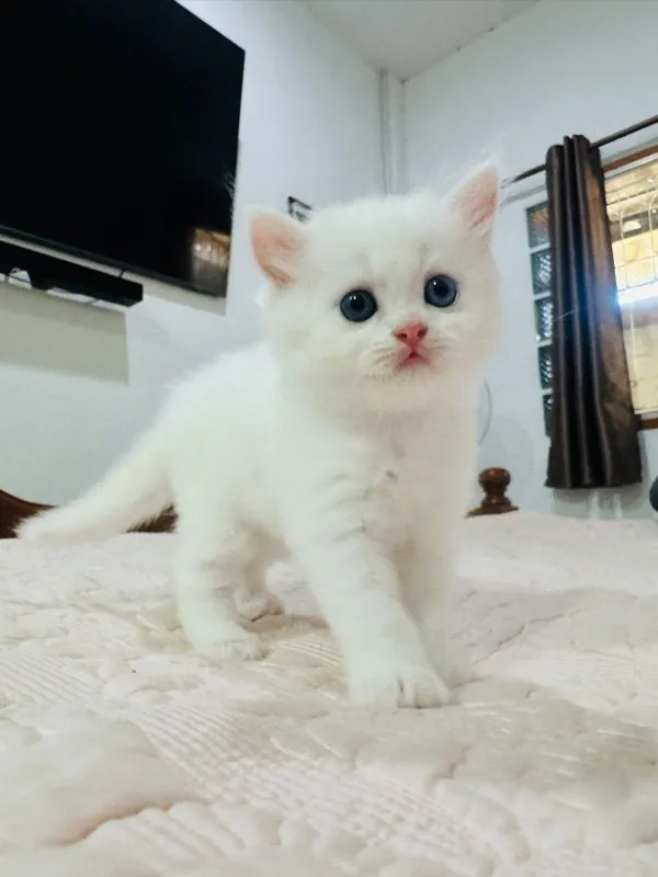 แมวเปอร์เซีย