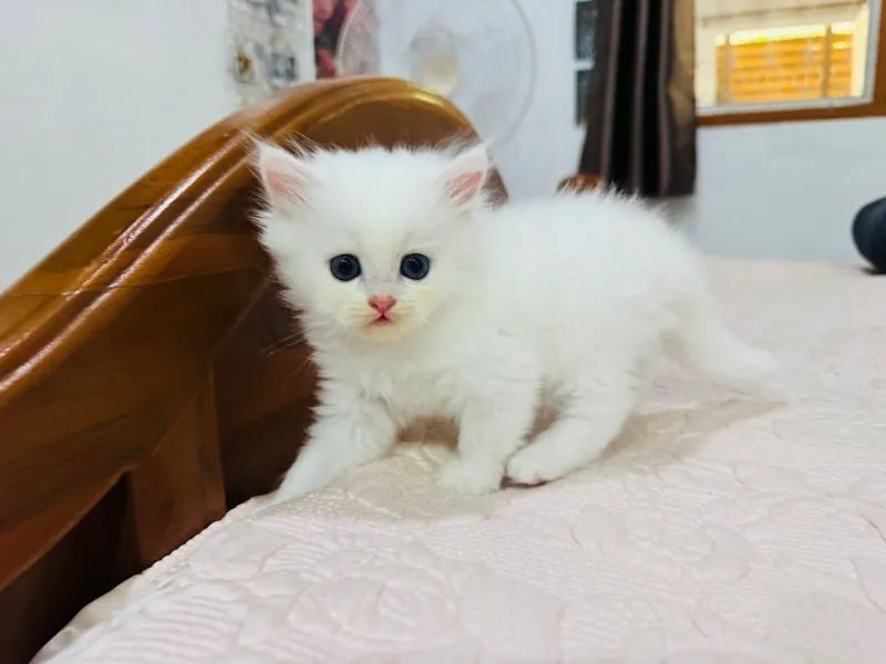 แมวเปอร์เซีย
