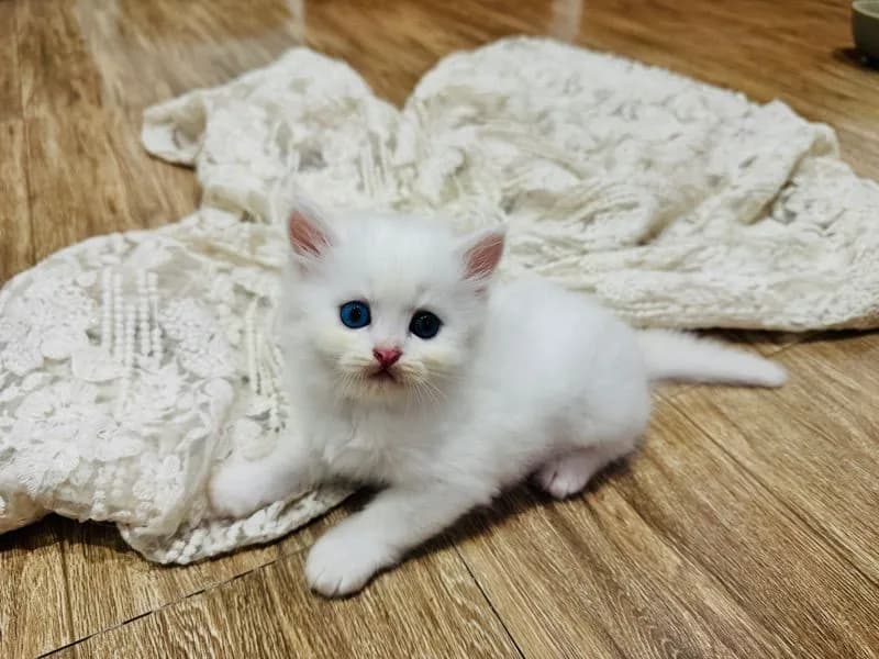 แมวเปอร์เซีย