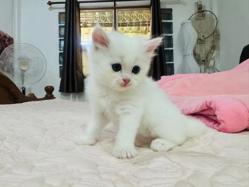แมวเปอร์เซีย