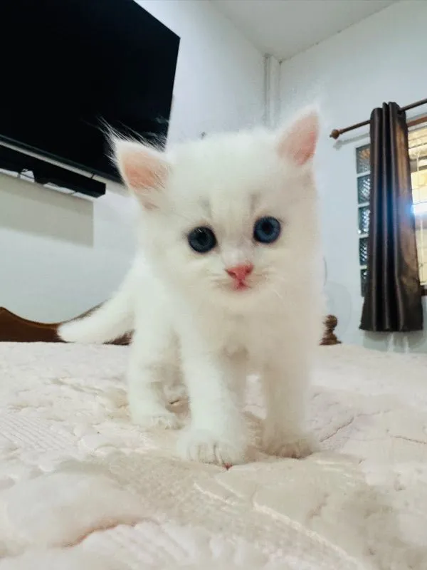 แมวเปอร์เซีย
