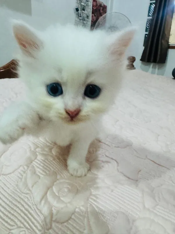 แมวเปอร์เซีย