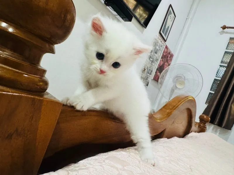 แมวเปอร์เซีย