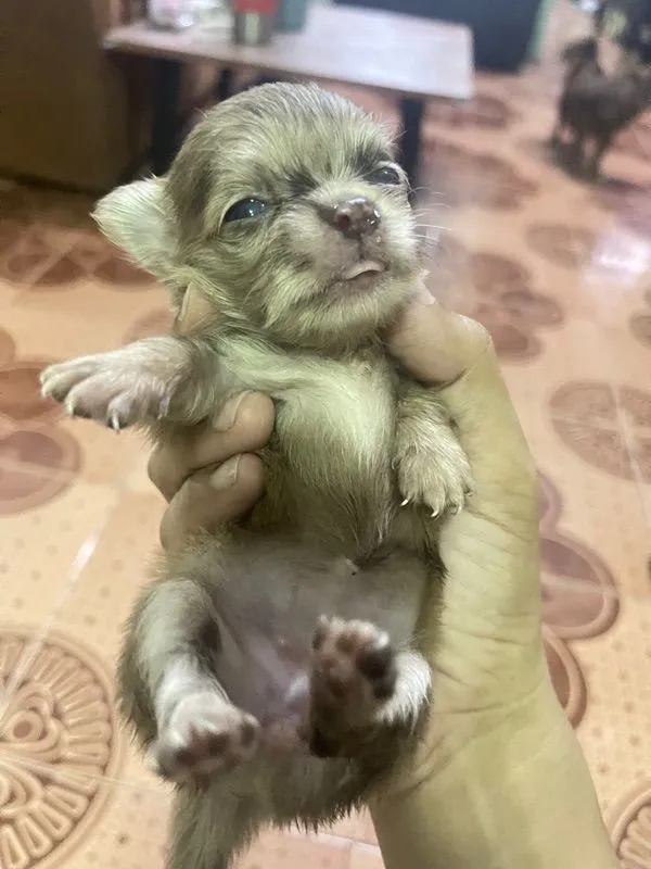 ชิวาว่า