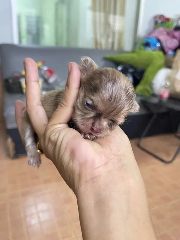 ชิวาว่า