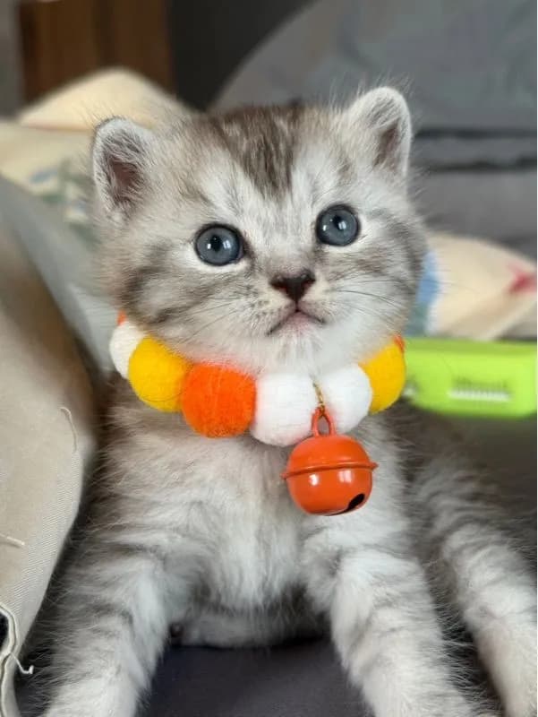 ลูกครึ่งมัชกิ้น-เปอร์เซีย