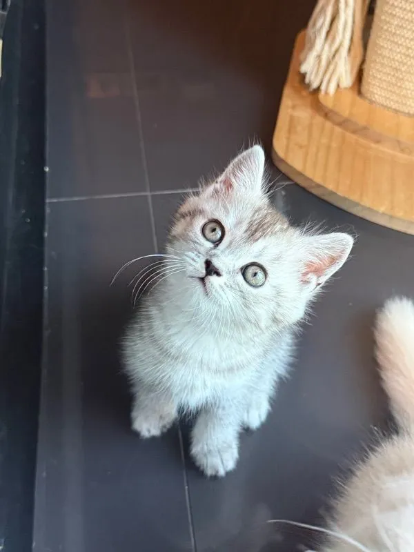 ลูกครึ่งมัชกิ้น-เปอร์เซีย