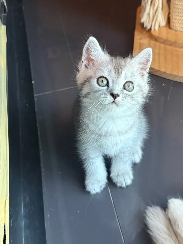 ลูกครึ่งมัชกิ้น-เปอร์เซีย