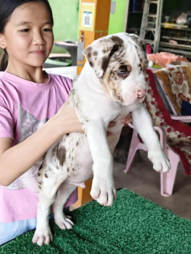 สุนัขอเมริกันพิทบลูคอนเซ็ปด็อก