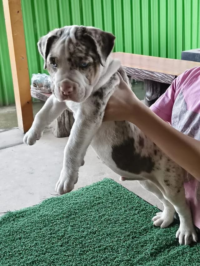 สุนัขอเมริกันพิทบลูคอนเซ็ปด็อก