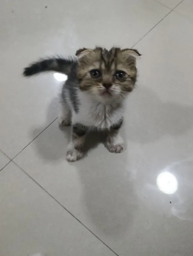หาบ้านให้น้องค่าเพศ..ญ..วัยกำลังน่ารักน้องอายุ1เดือน50วันสนใจทักสก็อตแท้หูพับสนใจทักไลน์มาคุยนะค่าบ