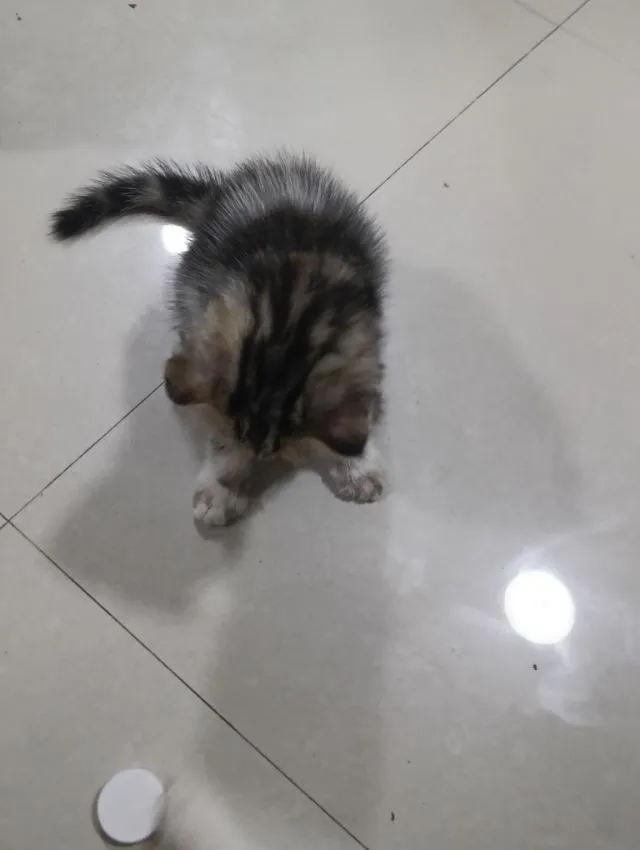 หาบ้านให้น้องค่าเพศ..ญ..วัยกำลังน่ารักน้องอายุ1เดือน50วันสนใจทักสก็อตแท้หูพับสนใจทักไลน์มาคุยนะค่าบ